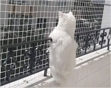 kedi güvenlik ürünleri