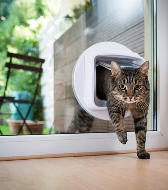 Kedi Koruma Teli